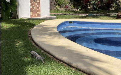 #106 Puerto Morelos - Regatta 3 BD 4 BA Condo - iguana wildflife