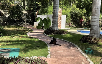 #106 Puerto Morelos - Regatta 3 BD 4 BA Condo - monkey