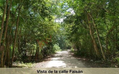#112 Puerto Morelos, Ruta de los Cenotes - Land in the Mayan jungle