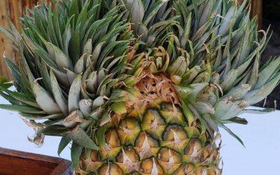 3 head pineapple