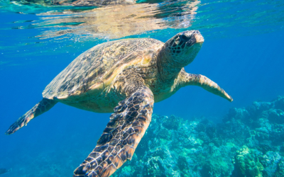 akumal-snorkel-snorkeling-tour-private-experience-turtle-sea turtles-lunch-margaritas-beer-transportation included-boat-mexican caribbean-mexico-travel-my trish advisor1